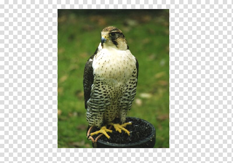 Welsh Hawking Centre Falconry Buzzard, falcon transparent background PNG clipart