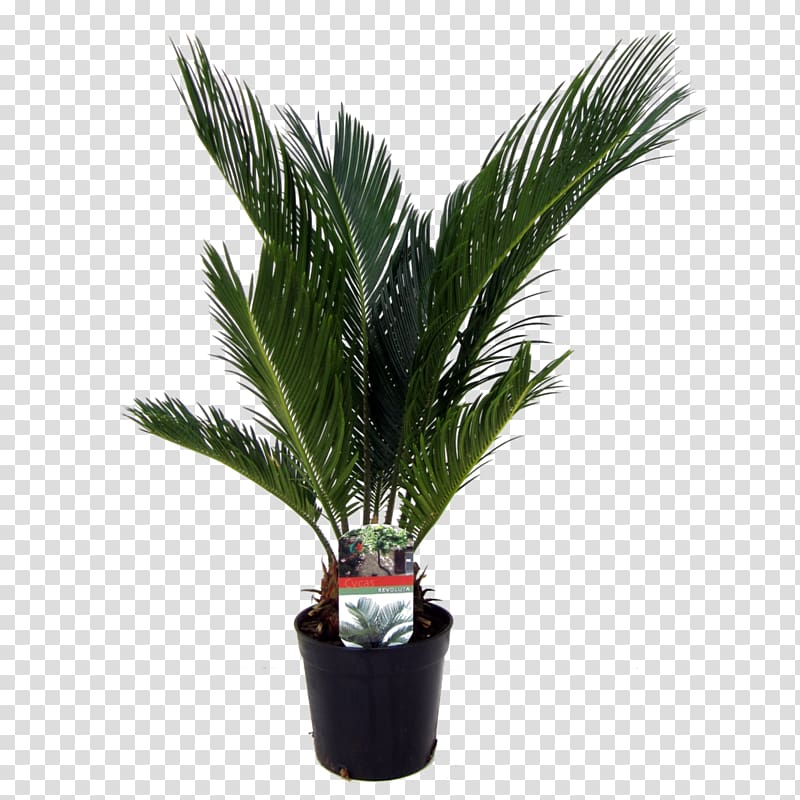 Arecaceae Sago palm Houseplant Date palms, plant transparent background PNG clipart