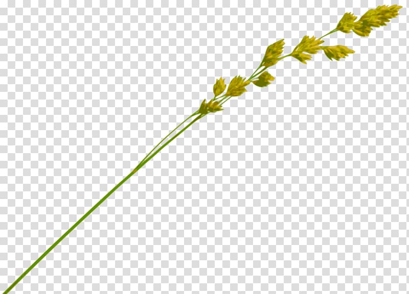 Straw-bale construction Wheat Drinking straw, wheat transparent background PNG clipart