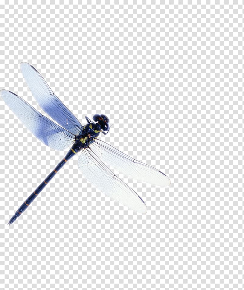 blue dragonfly transparent background PNG clipart