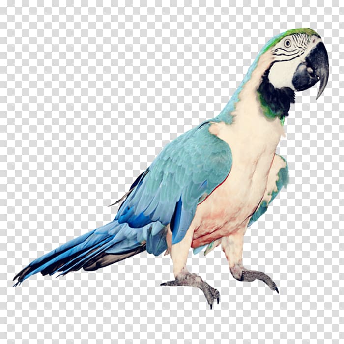 Parrot Bird , Blue Parrot transparent background PNG clipart