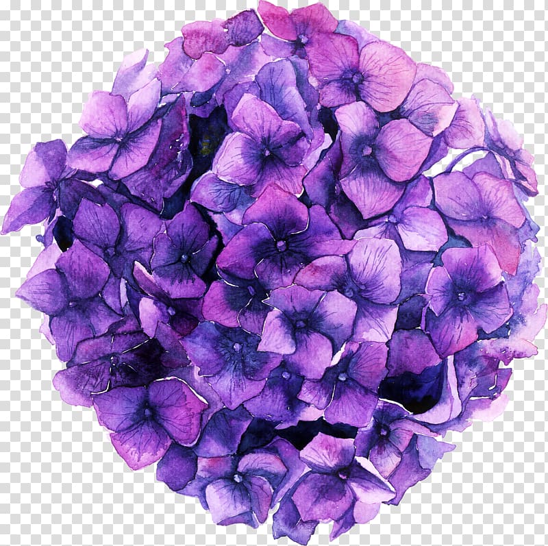 Hydrangea Blue Color Green Pink, hortensia transparent background PNG clipart