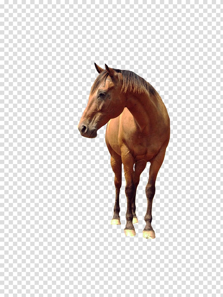 Horse, Horse transparent background PNG clipart