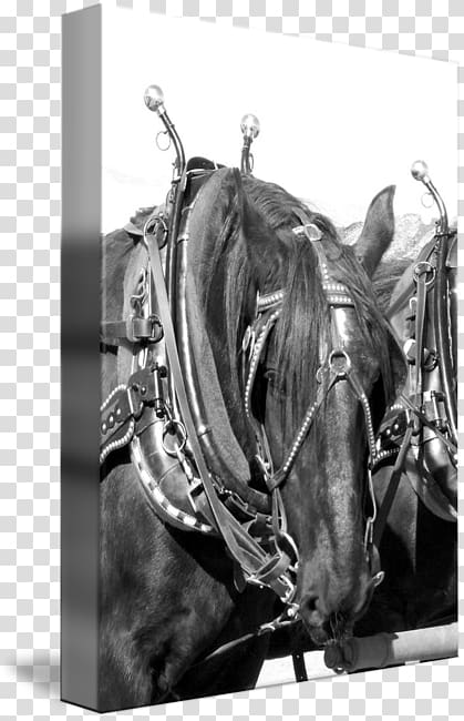 Horse Harnesses Stallion Mane Halter, Horse Harness transparent background PNG clipart