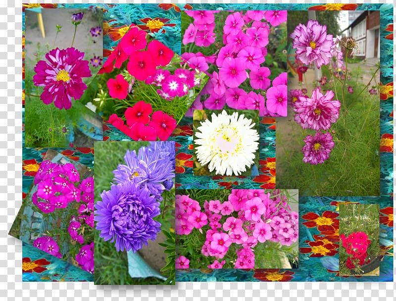 Floral design Cut flowers Garden Cosmos, flower transparent background PNG clipart