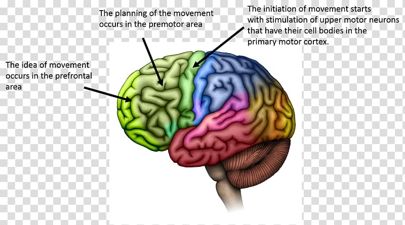 Lobes of the brain Cerebral cortex Motor cortex Cerebrum, primary motor cortex transparent background PNG clipart