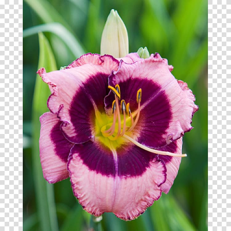 Daylily Perennial plant Rhizome Bulb Flower, bulb transparent background PNG clipart