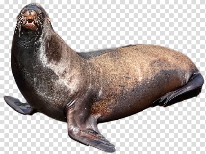 Sea lion Earless seal Harbor seal, Harbor seal transparent background PNG clipart