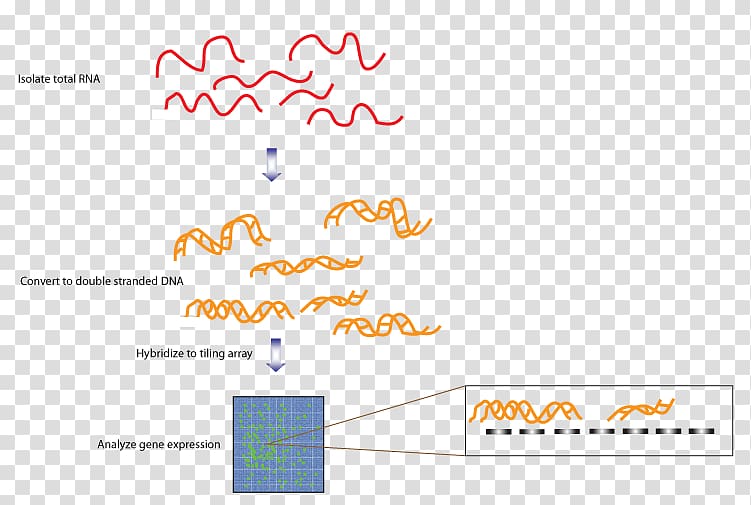 Tiling array Transcriptome Sequencing RNA DNA, others transparent background PNG clipart