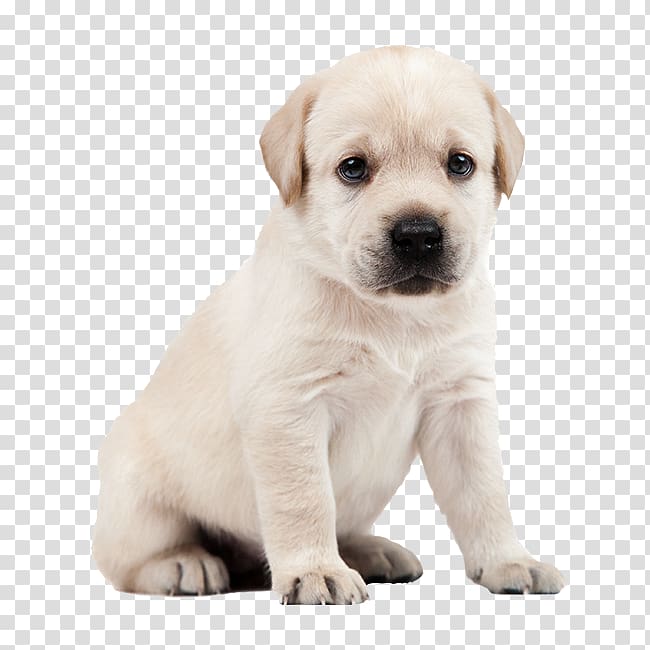 Labrador Retriever Puppy Dog breed Companion dog, puppy transparent background PNG clipart