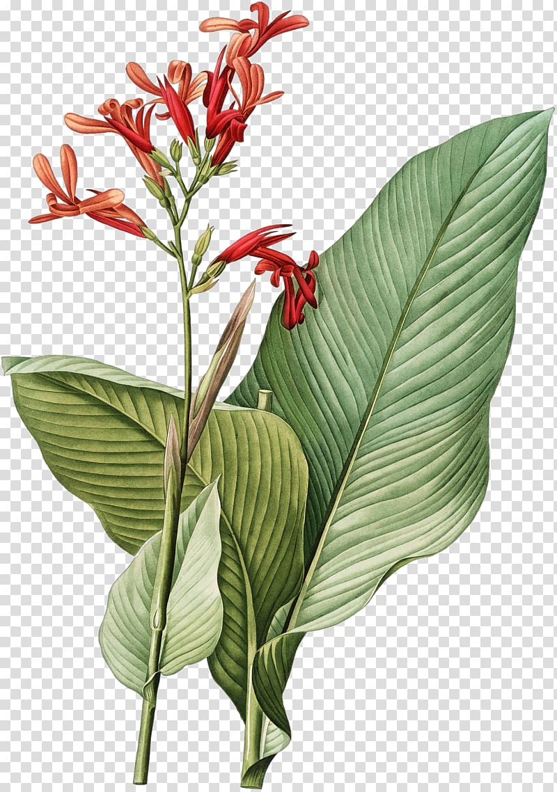 red petaled flowers, Botany Botanical illustration Art Printmaking, painting transparent background PNG clipart