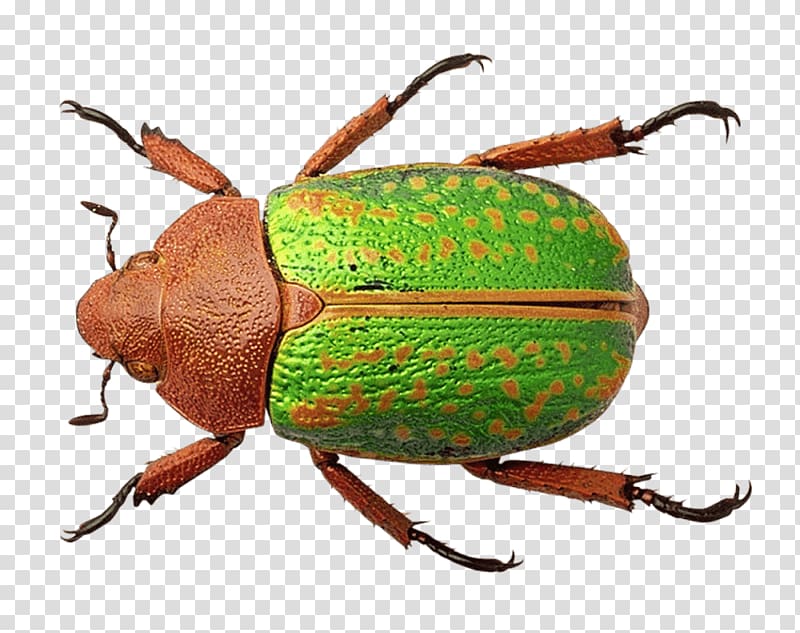 Beetle Weevil Portable Network Graphics Transparency , beetle transparent background PNG clipart