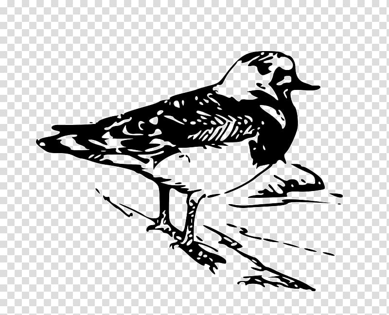 Beak Ruddy turnstone Bird , Bird transparent background PNG clipart