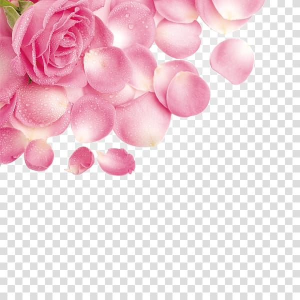 pink rose, Rose Petal Flower Pink, Rose petals with water droplets transparent background PNG clipart