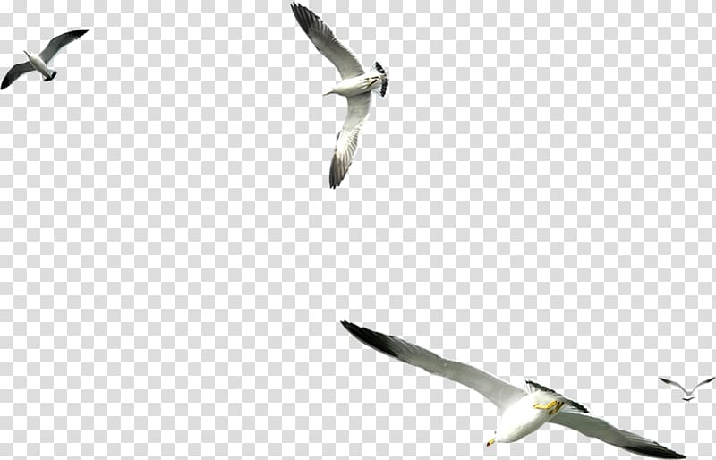 Seabird Large white-headed gulls , Bird transparent background PNG clipart