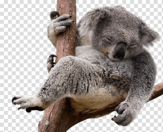 Koala Bear Sloth, koala transparent background PNG clipart