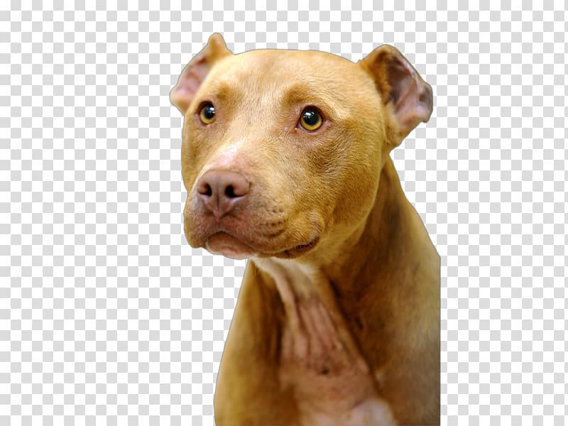 American Pit Bull Terrier Dog breed, pitbul transparent background PNG clipart