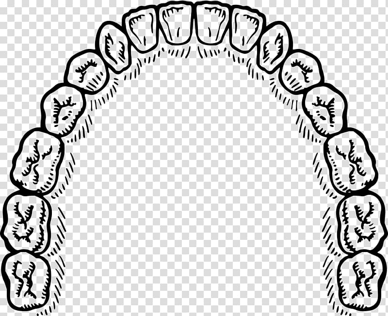 Incisor Tooth , others transparent background PNG clipart