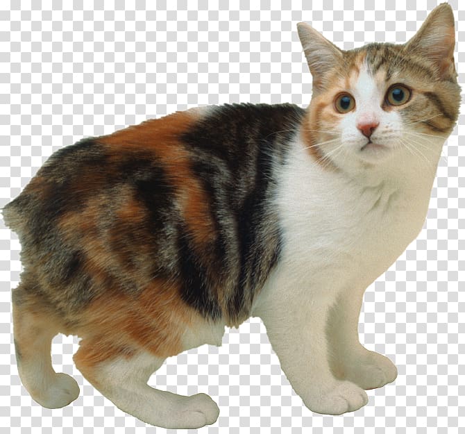 Manx cat Cymric Abyssinian cat American Bobtail Bengal cat, kitten transparent background PNG clipart