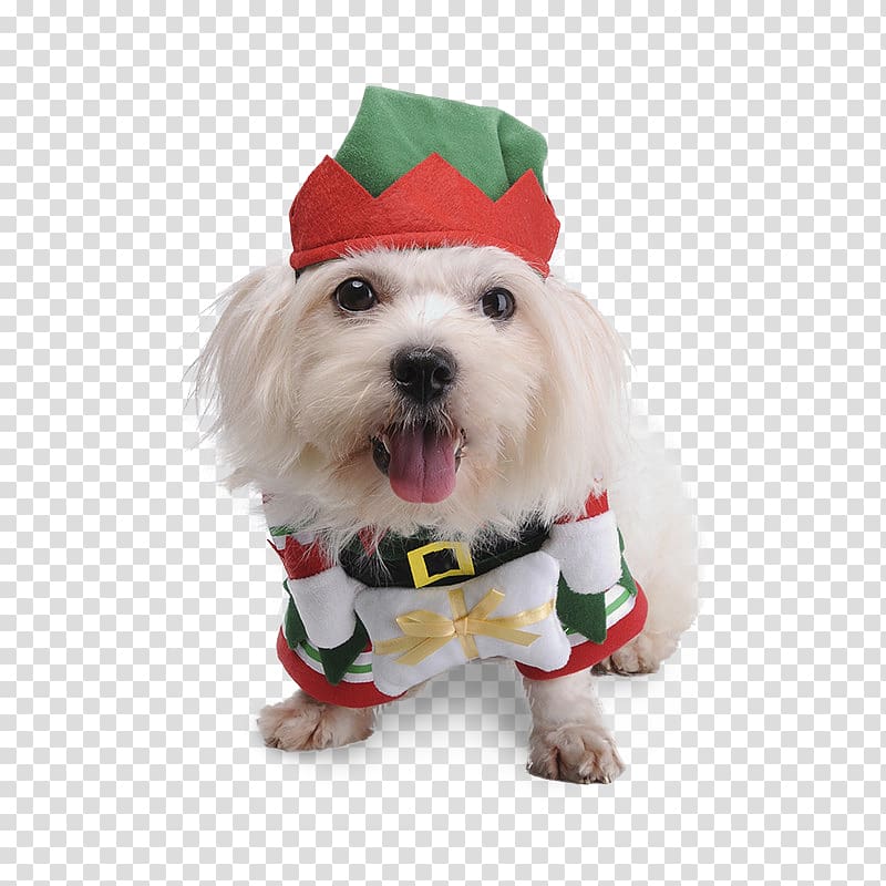 Maltese dog Puppy Pet Shih Tzu Bichon Frise, 2018 adorable dogs transparent background PNG clipart