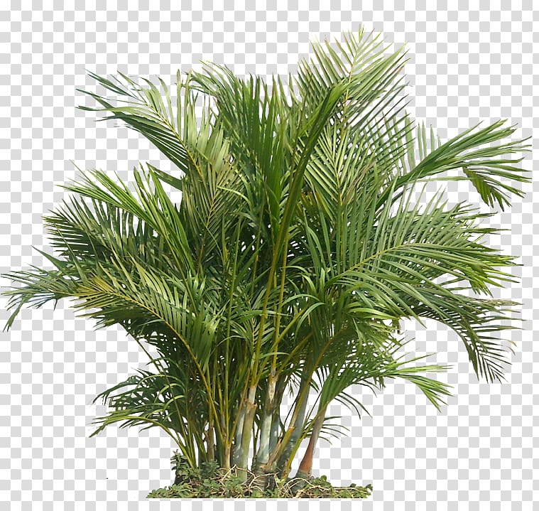 Houseplant Indoor air quality Gardening Health, Palm Plant The Areca Palm, green plant transparent background PNG clipart