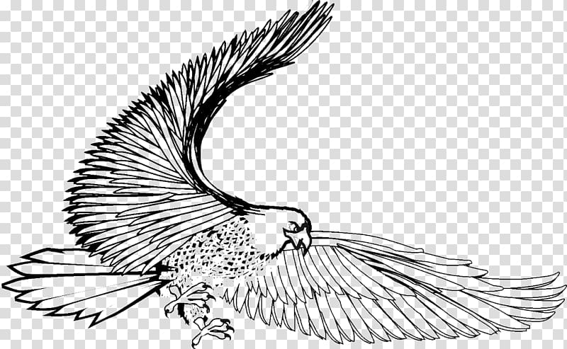 Bird Eagle Black and white Hawk, Fly eagle transparent background PNG clipart