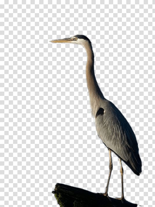 Great blue heron Egret, Stork Cartoon transparent background PNG clipart