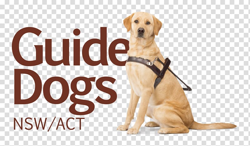 Labrador Retriever Puppy Dog breed Companion dog Guide dog, puppy transparent background PNG clipart
