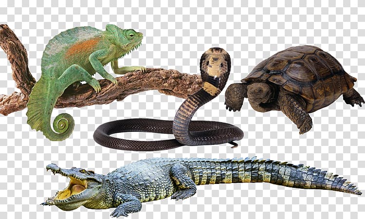 Crocodile Chameleons Lizard Macintosh Laptop, Chameleon snake turtle transparent background PNG clipart