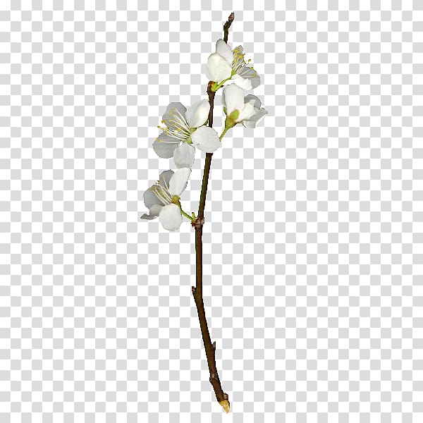 Flower NetEase Petal Icon, Plum flower transparent background PNG clipart