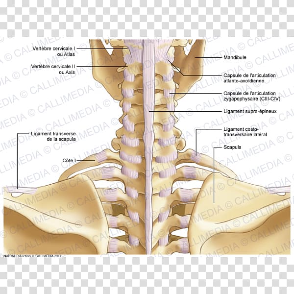 Shoulder Bone Neck Atlanto-occipital joint, cervical vertebra atlas transparent background PNG clipart