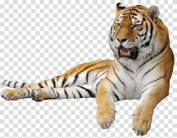 brown and black tiger, Tiger Sitting Sideview transparent background PNG clipart