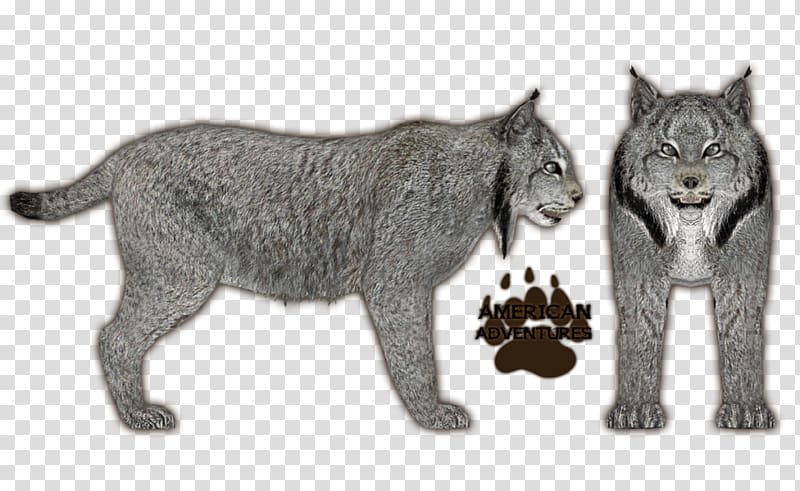 Eurasian lynx Canada lynx Felidae Bobcat, lynx transparent background PNG clipart