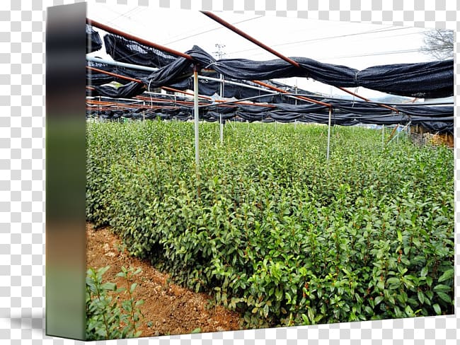 Crop Grasses Plantation Tree Shrub, tea plantation transparent background PNG clipart