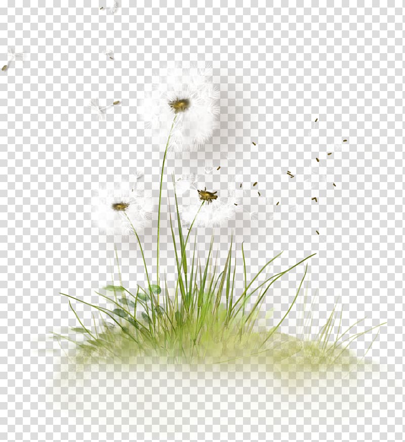 Dandelion , Dandelion transparent background PNG clipart