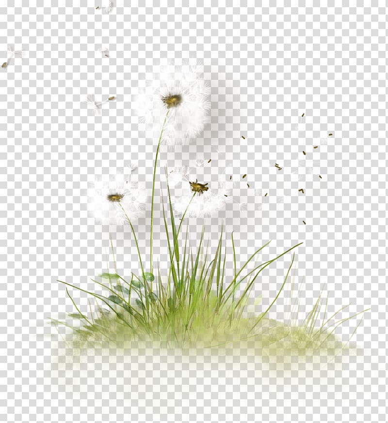dandelion transparent background PNG clipart