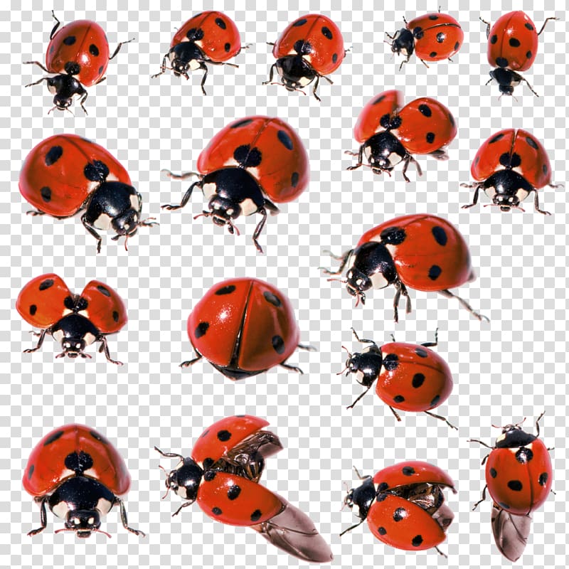 ladybug PNG image transparent image download, size: 256x256px