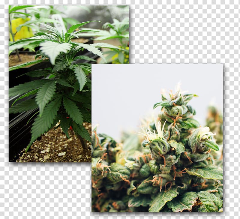 Adult Use of Marijuana Act Medical cannabis Cannabis cultivation Medicine, cannabis transparent background PNG clipart