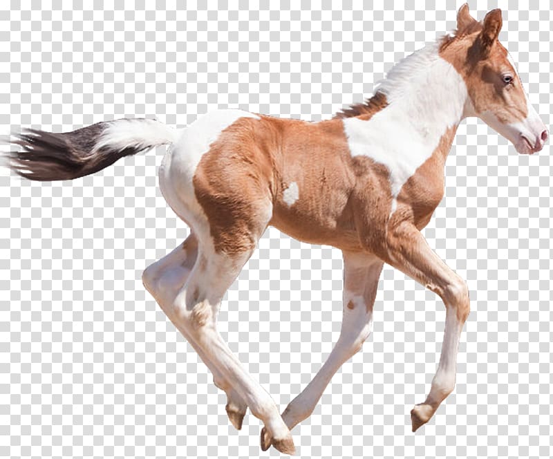 Mustang Foal Stallion Colt Donkey, Cabal transparent background PNG clipart