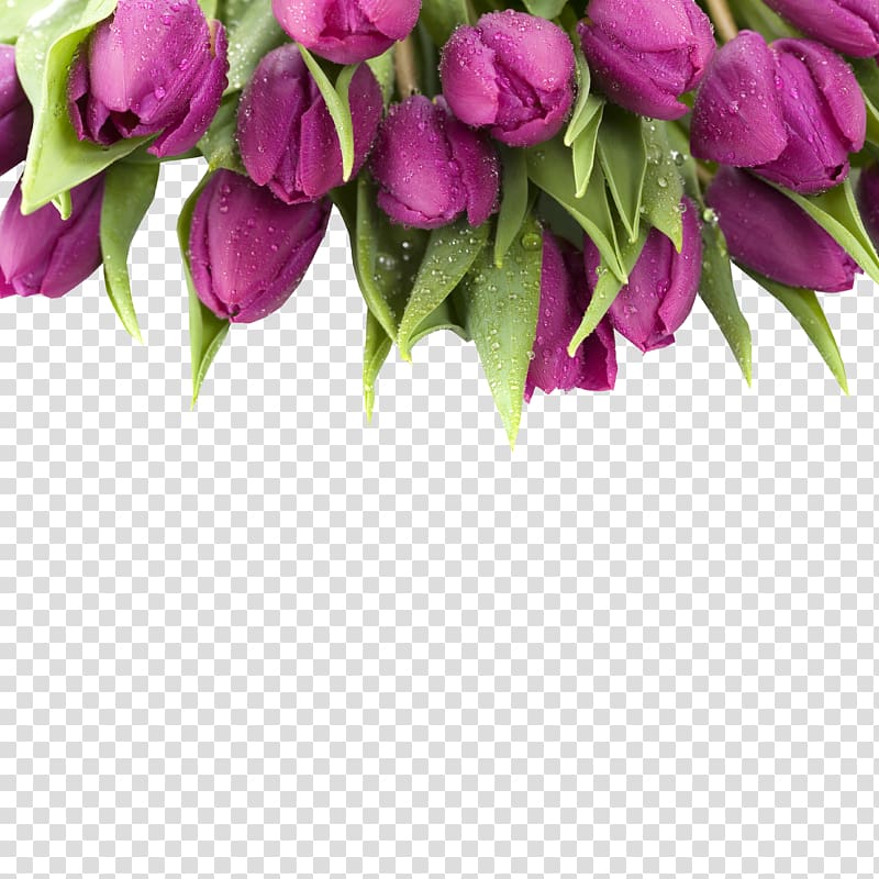 purple flowers and green leaves, Tulip Purple Flower , Many tulip transparent background PNG clipart