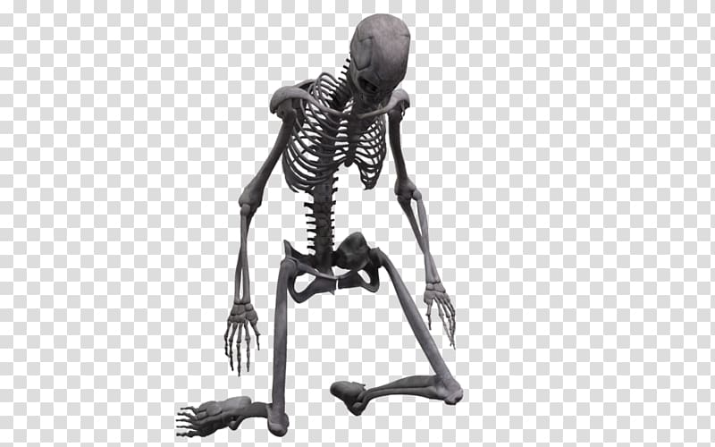 Human skeleton Bone Joint Homo sapiens, Skeleton transparent background PNG clipart