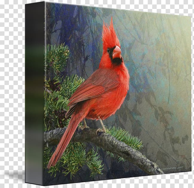 Gallery wrap Canvas Art Printmaking Feather, cardinal drawing transparent background PNG clipart
