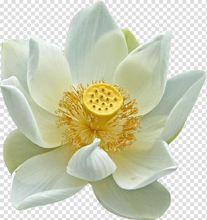 Nelumbo nucifera Egyptian lotus Plant symbolism Flower, lotus transparent background PNG clipart
