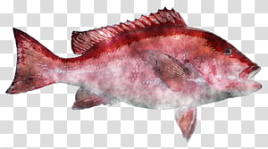 Northern red snapper Fish products Salmon , fish watercolor transparent background PNG clipart thumbnail