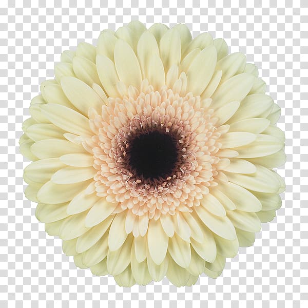 Transvaal daisy Jac. Oudijk Gerbera's Chrysanthemum Cut flowers, chrysanthemum transparent background PNG clipart