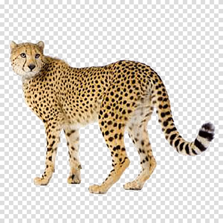 Cheetah Felidae Lion , two thousand and seventeen transparent background PNG clipart