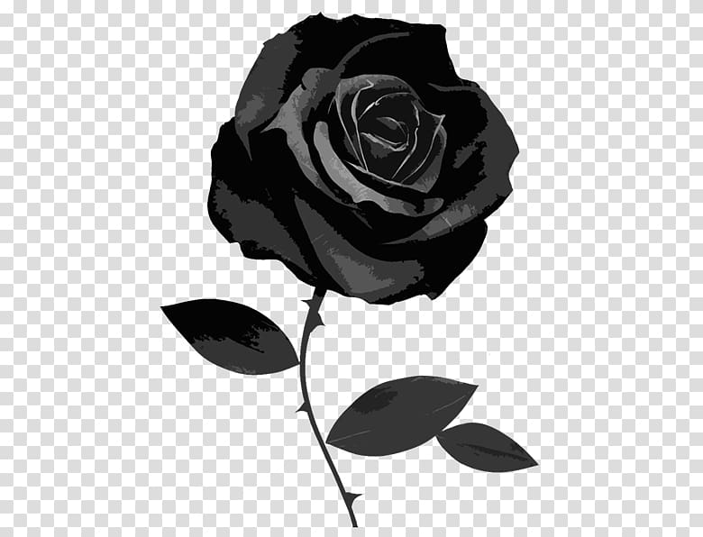 Black rose Desktop , rose transparent background PNG clipart