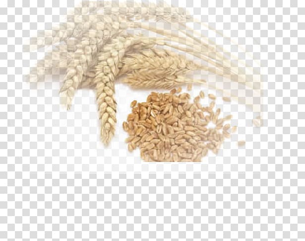 Common wheat Durum Crop Agriculture Cereal, Stone Mill transparent background PNG clipart