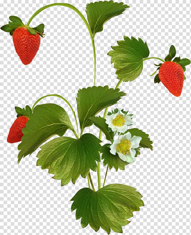 strawberry tree transparent background PNG clipart