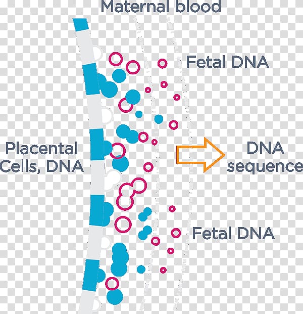 Cell-free fetal DNA Non-Invasive Prenatal Testing Genetic testing, pregnancy transparent background PNG clipart